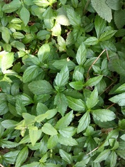 Sphagneticola calendulacea