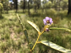 Seringia corollata