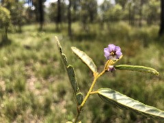 Seringia corollata