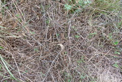 Muehlenbeckia ephedroides