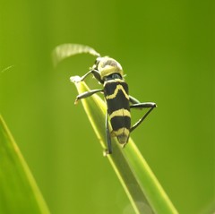 Chlorophorus curtisi