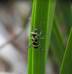 Chlorophorus curtisi