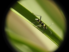 Chlorophorus curtisi