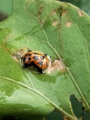 Aspidimorpha westwoodi