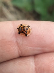 Aspidimorpha westwoodi