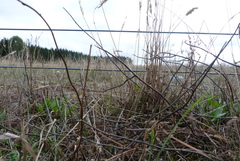 Muehlenbeckia ephedroides