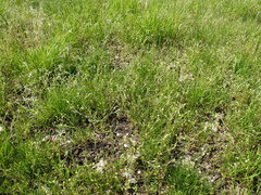 Cerastium tenoreanum