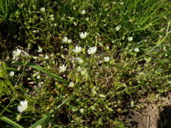 Cerastium tenoreanum