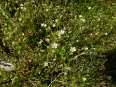Cerastium tenoreanum