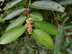 Glochidion lanceolatum