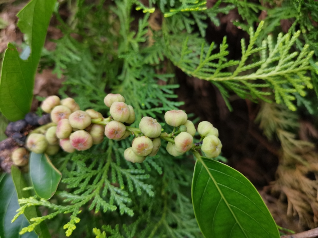 Glochidion lanceolatum