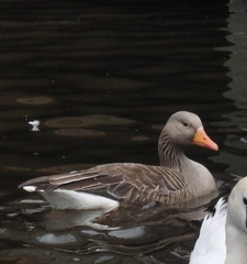 Anser anser