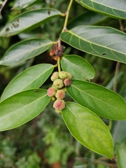 Glochidion lanceolatum