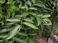 Glochidion lanceolatum