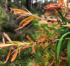 Melaleuca formosa