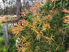 Melaleuca formosa