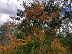 Melaleuca formosa