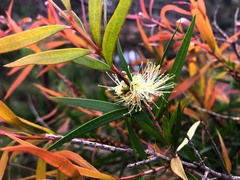 Melaleuca formosa