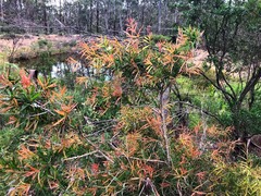 Melaleuca formosa