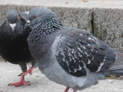 Columba livia domestica