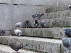 Columba livia domestica
