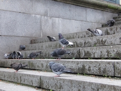 Columba livia domestica
