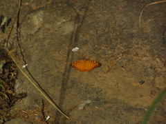 Phalanta phalantha phalantha