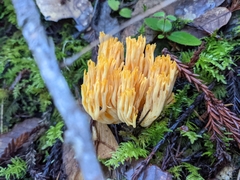 Ramaria sandaracina