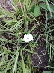 Ipomoea simplex