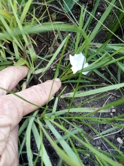 Ipomoea simplex