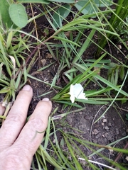 Ipomoea simplex