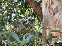 Podargus strigoides strigoides