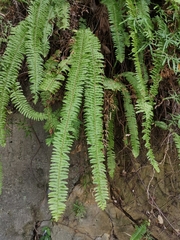 Nephrolepis copelandii