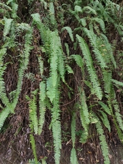 Nephrolepis copelandii