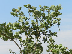 Piliostigma reticulatum