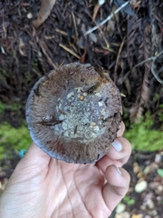 Glaucopodes