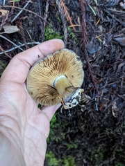 Glaucopodes