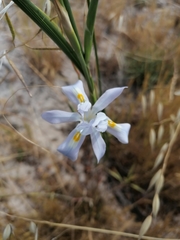 Moraea fugax