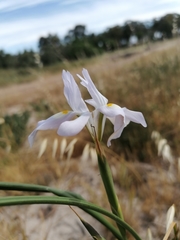 Moraea fugax