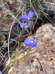Comesperma sphaerocarpum