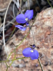 Comesperma sphaerocarpum