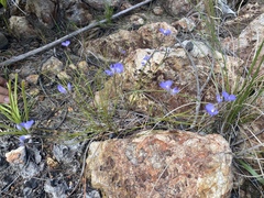 Comesperma sphaerocarpum