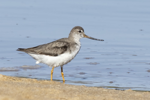 Terek Sandpiper