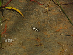 Neptis hylas varmona