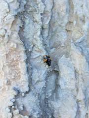 Ceratomegilla alpina