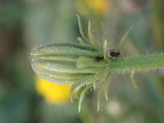 Picris hieracioides hieracioides