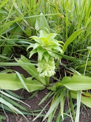 Eucomis autumnalis
