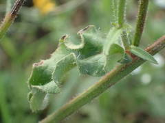 Picris hieracioides hieracioides