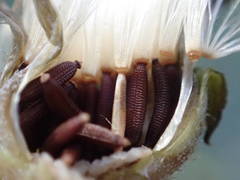 Picris hieracioides hieracioides