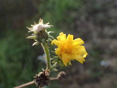 Picris hieracioides hieracioides